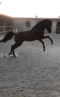 اسب نر کورد