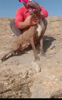 ماده سگ