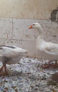 سلام ۲عدد غاز فروش