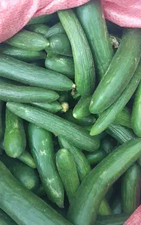 فروش خیار