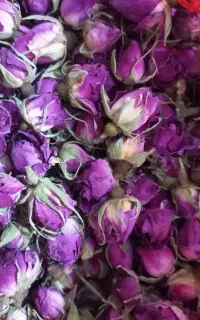 غنچه گل محمدی درجه یک