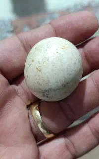 سنگ آسیاب اصلی