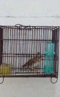 قناری سهره خاکی شیرازی