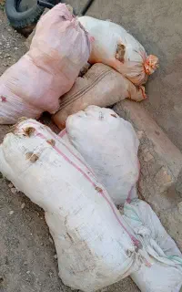 پشم گوسفند