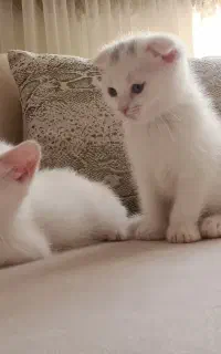 بچه گربه اسکاتیش،بریتیش