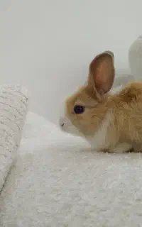 خرگوش معاوضه با گل