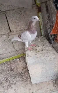پلاکی