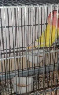 کوتوله برزیلی