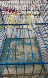 قناری نر و ماده