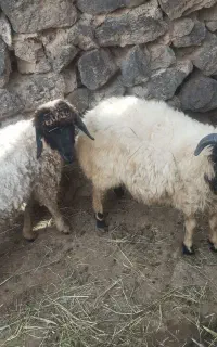 فروش‌بره‌نرها