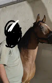 اسب مادیون دره شور