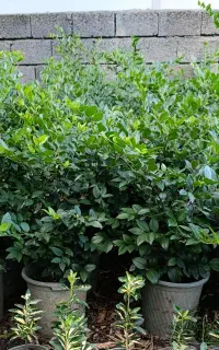 یاس هلندی سطل ۱۰و۳