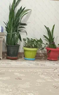 گل و گیاه