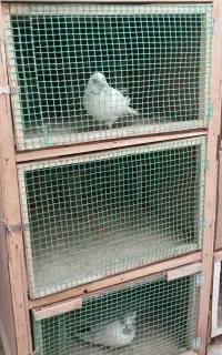 قفس کبوتر
