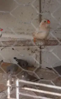 فنچ کینگ زبرا و لپ سیاه