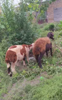 بره نر بروجردی و توقلی ماده افشار