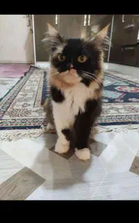 واگذاری گربه پرشین