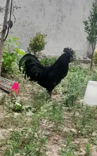 ایام سمانی f1 گرید A