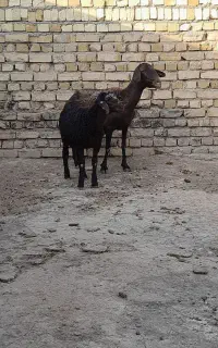 میش بره