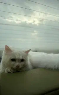 گربه