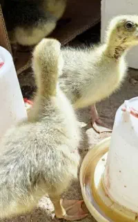 جوجه غاز