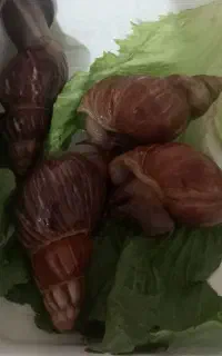 حلزون آچاتینا