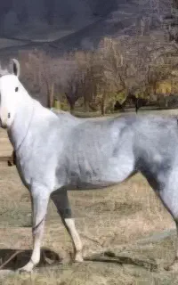 مادیون سن ۴ به ۵  هفت ماه ابستن