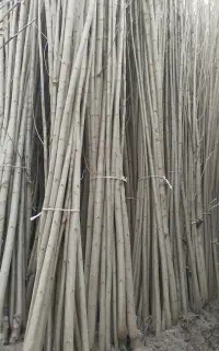 نهال صنوبر و میوه