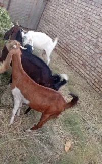 تعدادی بز
