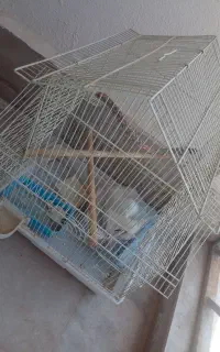 قفس عروس هلندی
