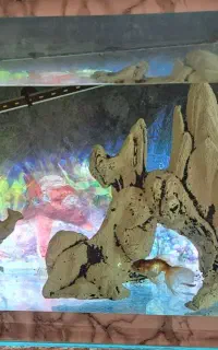 اکواریوم  با ماهی