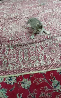 تعداد پنج عدد بچه گربه بهمراه مادر واگذار میشود