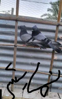 دوتا سبز کلایی پرپا لق کنار خیابون بوعلی