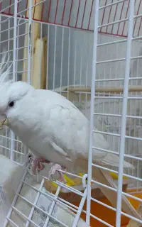 عروس هلندی گمشده