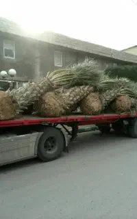 نــخـل