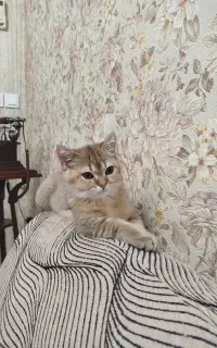 گربه بریتیش