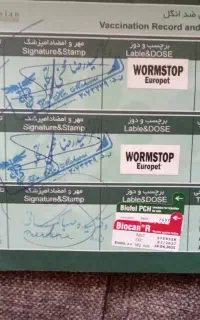گربه آروم بازیگوش و نجیب