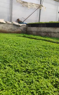 کاشت نشا گوجه فرنگی برای انبارداری