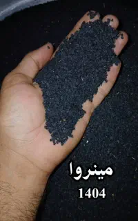 بذر پیاز مینروا