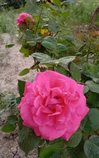 گلدان مهر.  بانی