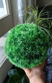 سبزه دکوری گرد