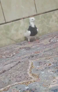 عروسک طوقی سیاه نر