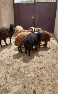 بره چاق