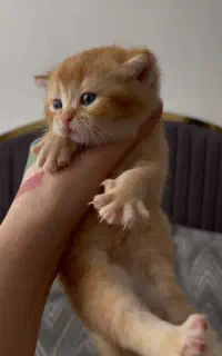 بیرتیش اصیل و چشم آبی