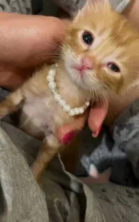 گربه اسکاتیش