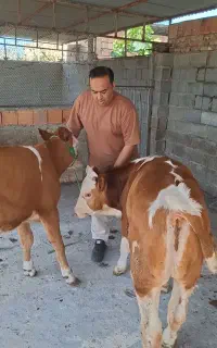 پرواری پای پروار
