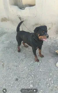 واگذاری سگ نر روتوایلر اصل3 ساله