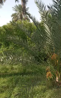 فروش ثمر باغ روستای نوبند