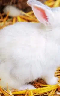 خرگوش چشم صورتی سرحال و بازیگوش