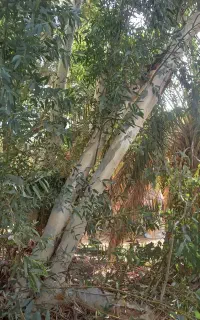 ۶عدد اکالیپتوس